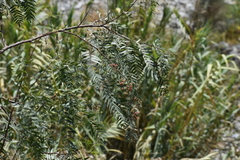 Schinus molle