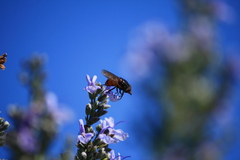 Rhingia campestris