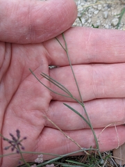 Seseli montanum