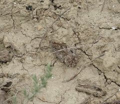 Hipparchia pellucida