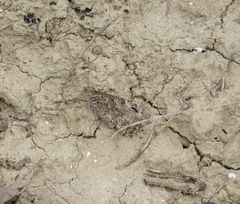 Hipparchia pellucida