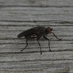 Heleomyzidae