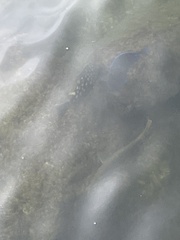 Acanthurus coeruleus