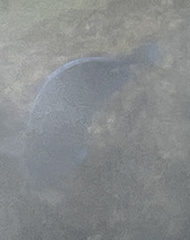 Acanthurus coeruleus