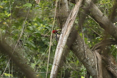 Campephilus guatemalensis