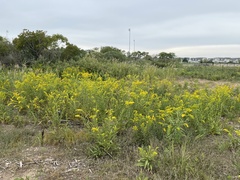 Solidago sempervirens