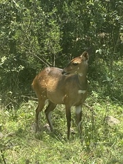 Tragelaphus sylvaticus