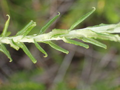 Helichrysum splendidum
