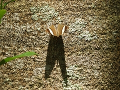 Colobura dirce
