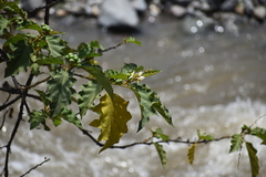 Solanum chrysotrichum