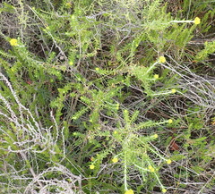 Helichrysum splendidum