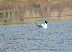 Chroicocephalus serranus