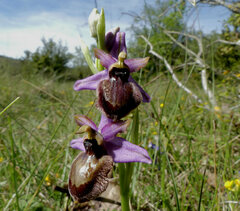 Ophrys sphegodes aveyronensis