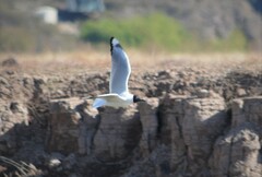 Chroicocephalus serranus