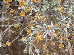 Helichrysum anomalum