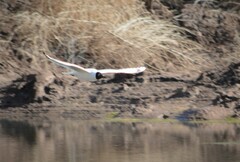 Chroicocephalus serranus