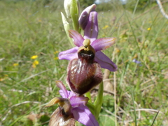 Ophrys sphegodes aveyronensis