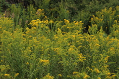 Solidago sempervirens