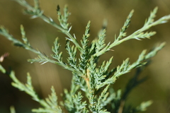 Juniperus scopulorum
