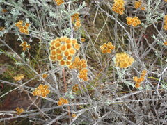 Helichrysum anomalum