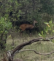 Tragelaphus sylvaticus