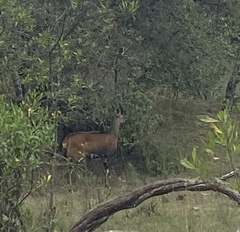 Tragelaphus sylvaticus