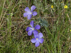 Linum narbonense