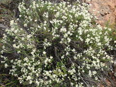 Helichrysum teretifolium