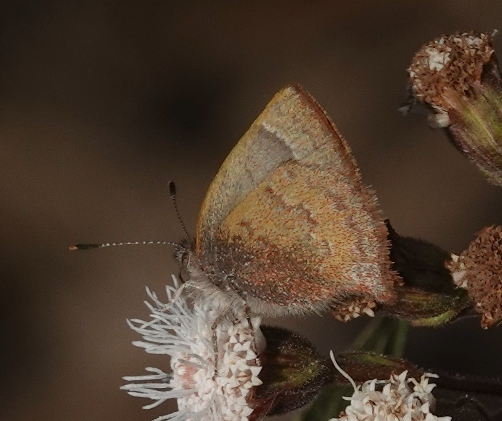 Rhamma aurugo