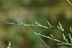 Juniperus scopulorum