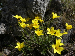 Linum campanulatum
