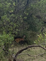 Tragelaphus sylvaticus