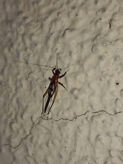 Homoeoxipha lycoides