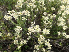 Helichrysum teretifolium