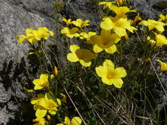 Linum campanulatum