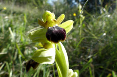 Ophrys fusca funerea