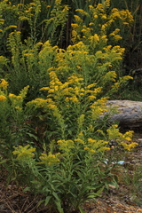 Solidago sempervirens