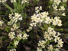 Helichrysum teretifolium