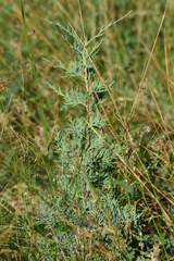Juniperus scopulorum
