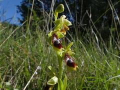 Ophrys insectifera aymoninii