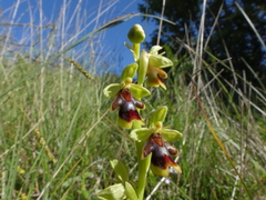 Ophrys insectifera aymoninii
