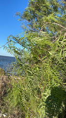Schinus molle