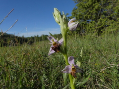 Ophrys scolopax