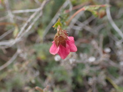 Hermannia bicolor