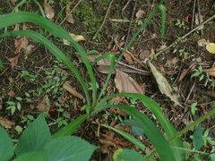 Echeandia reflexa