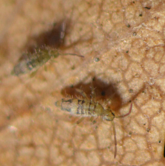 Entomobrya nivalis