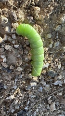 Pachysphinx occidentalis