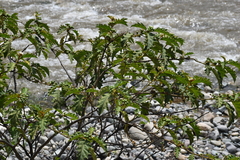 Solanum chrysotrichum