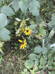Rudbeckia