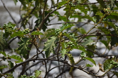 Solanum chrysotrichum